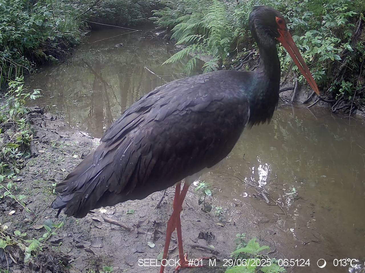 Краснокнижный черный аист прилетел в российский заповедник