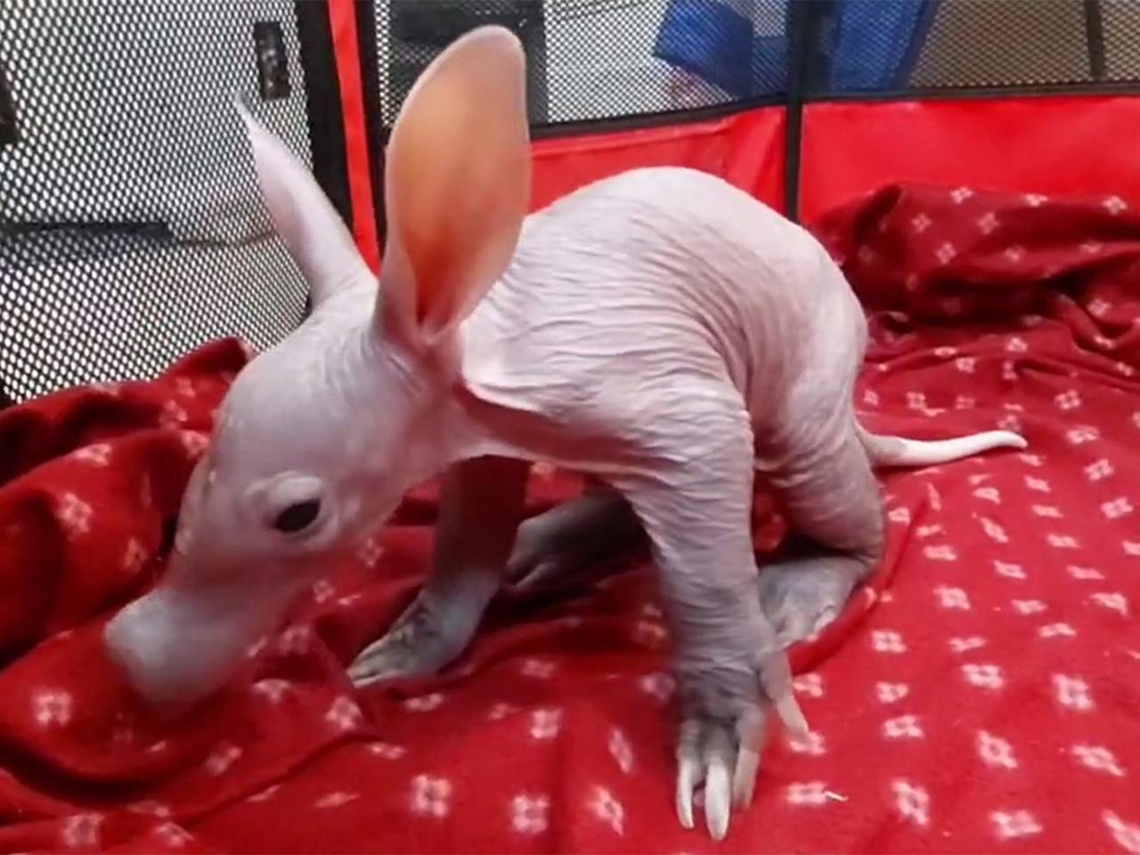 В российском зоопарке родился редкий трубкозуб