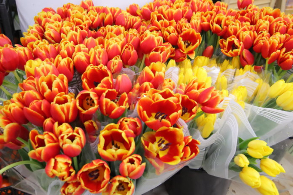«Более 7 млн срезов»: Россельхознадзор рассказал, цветы из каких стран продаются в Новосибирской области