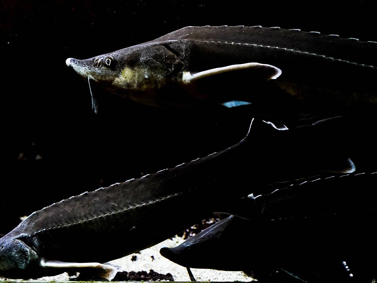 «Норникель» объявил тендер на воспроизводство краснокнижного осетра в Енисее