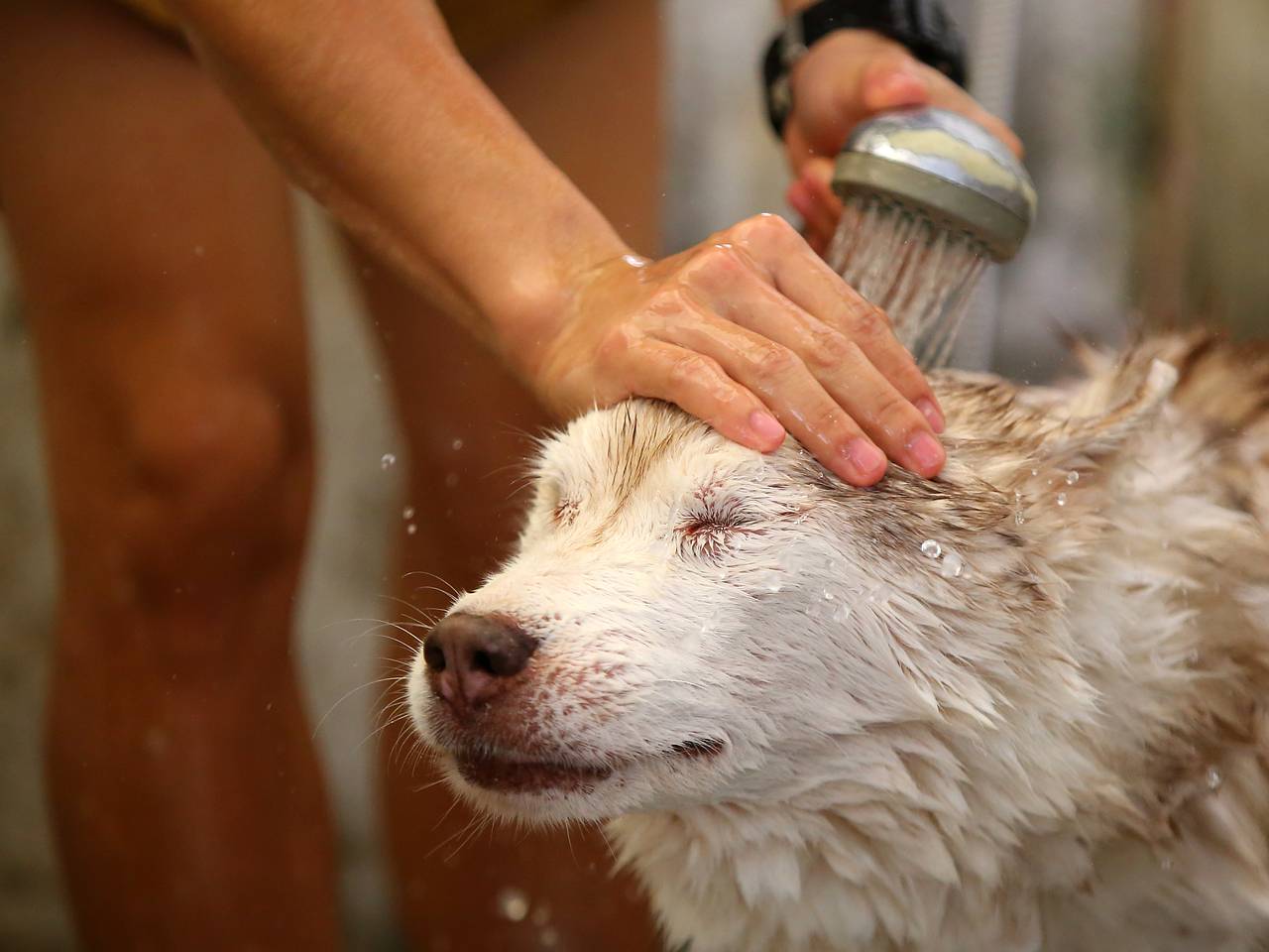 В России спасли угодившего в мазут российского Хатико В России спасли угодившего в мазут российского Хатико