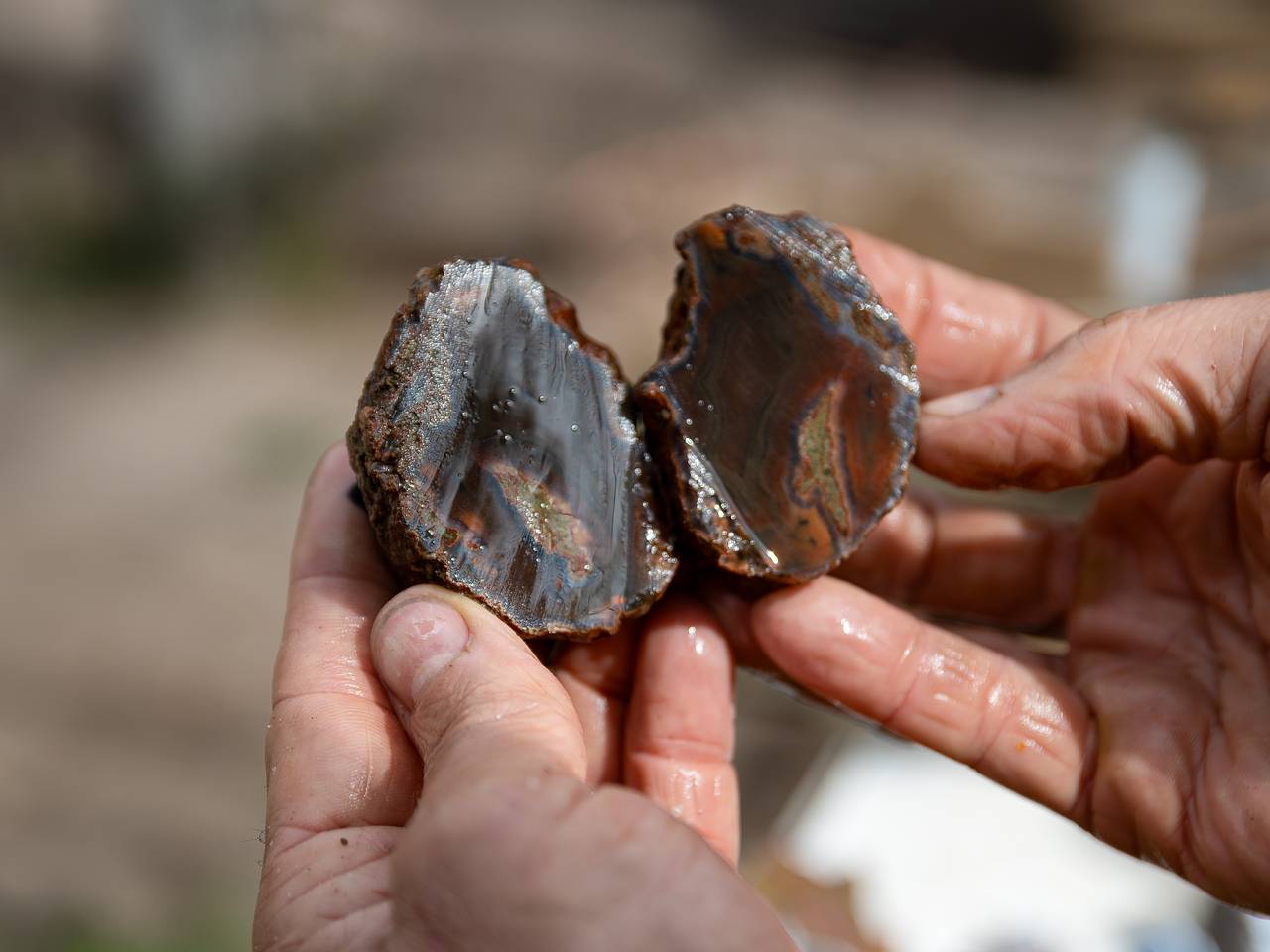 Неожиданную находку возрастом 56 миллионов лет сделали в России