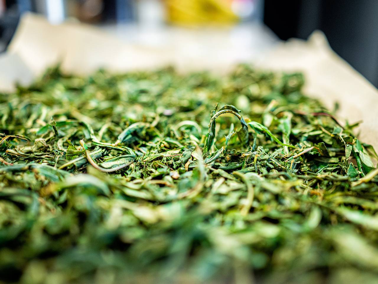 Первый сборник лечебных трав Ассинского ущелья появится в России