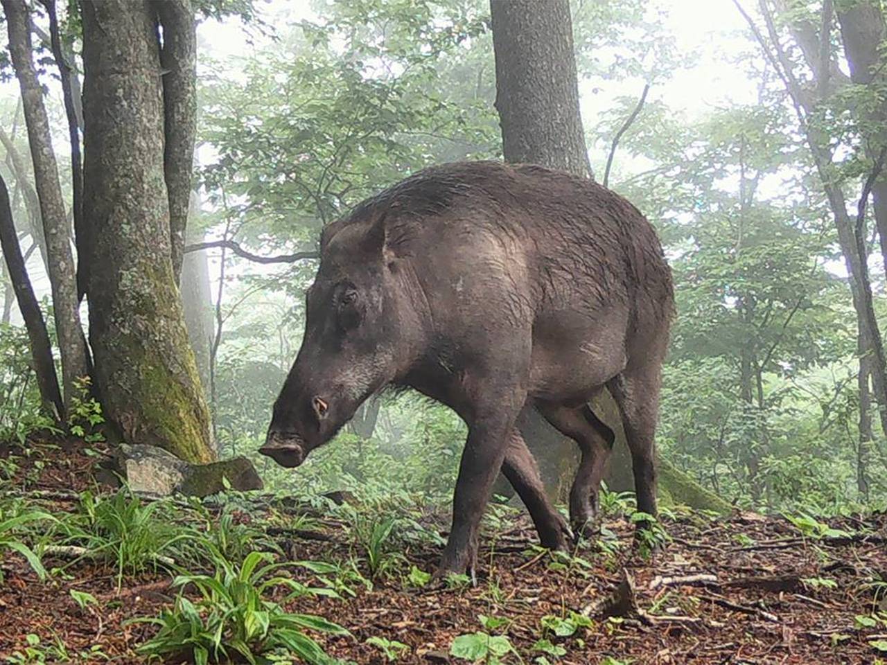 Грациозный кабанчик попал в объектив фотоловушки в российском заповеднике