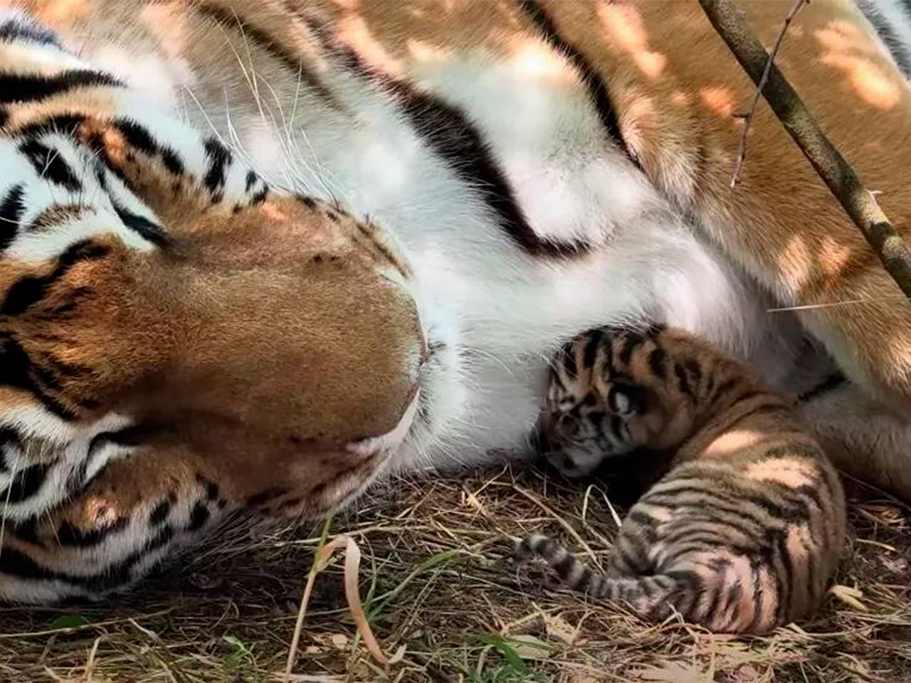 Амурская тигрица родила тройню в России