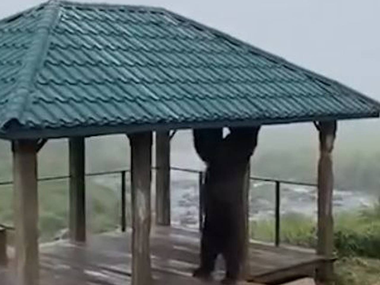 Медведь-турникмен объявился в российском регионе