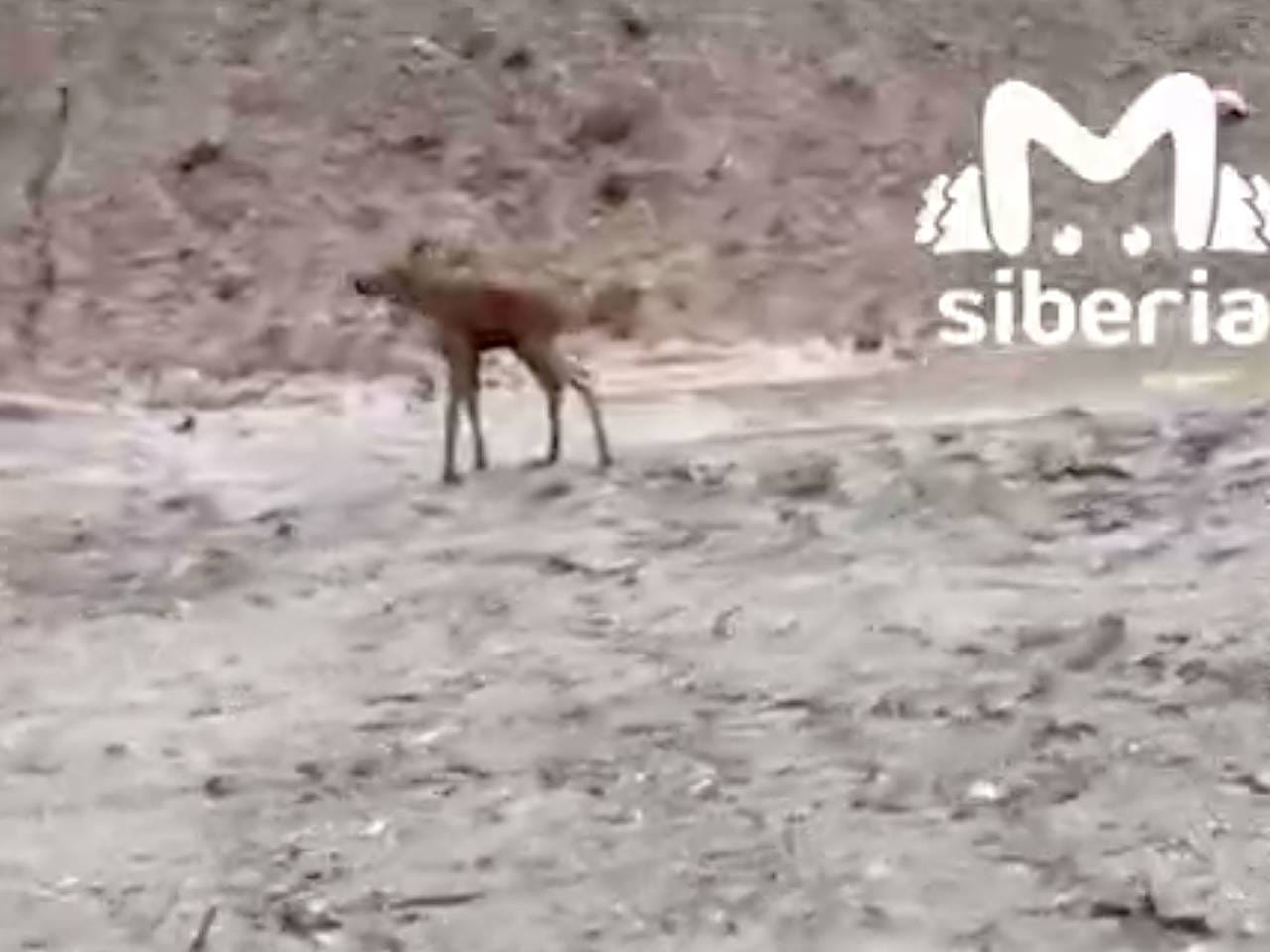 Россиянин бежал марафон и по пути спас лосенка Россиянин бежал марафон и по пути спас лосенка