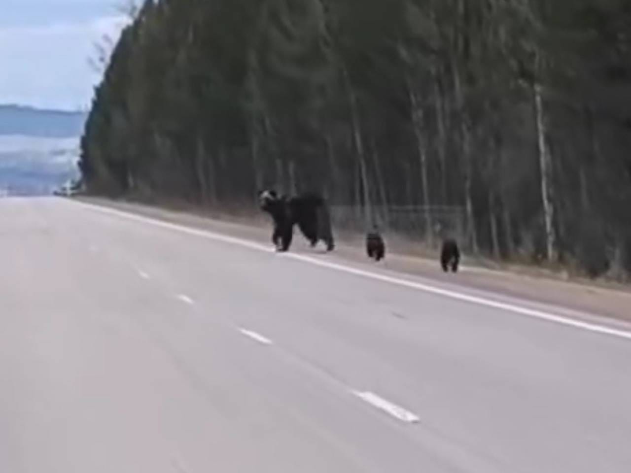 Пробежка медведицы и ее детенышей по российской трассе попала на видео Пробежка медведицы и ее детенышей по российской трассе попала на видео