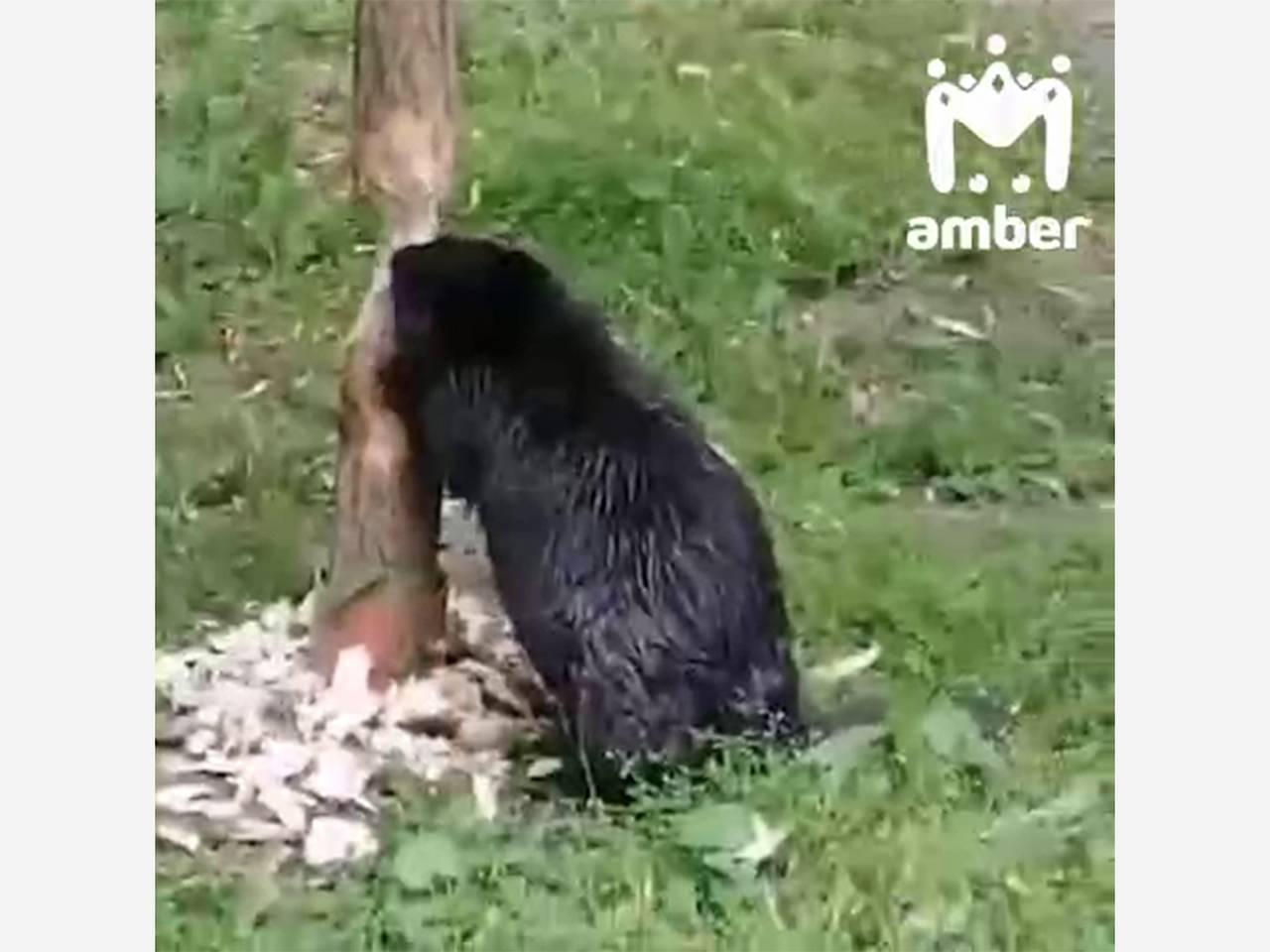 Жирненький бобер решил построить плотину в российском городе и попал на видео