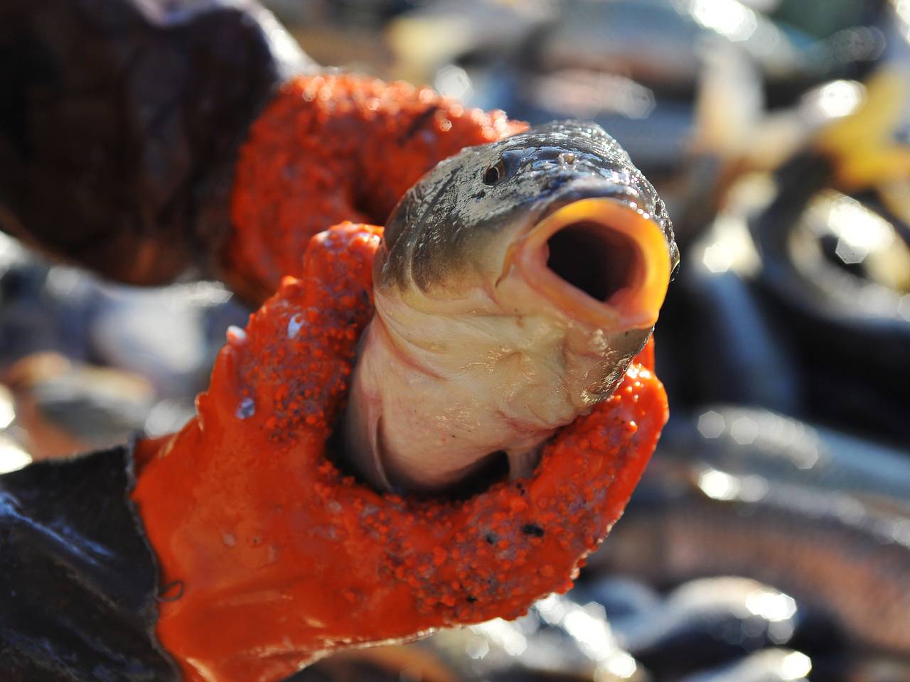 В российском регионе выловили карпа весом 12 килограммов В российском регионе выловили карпа весом 12 килограммов