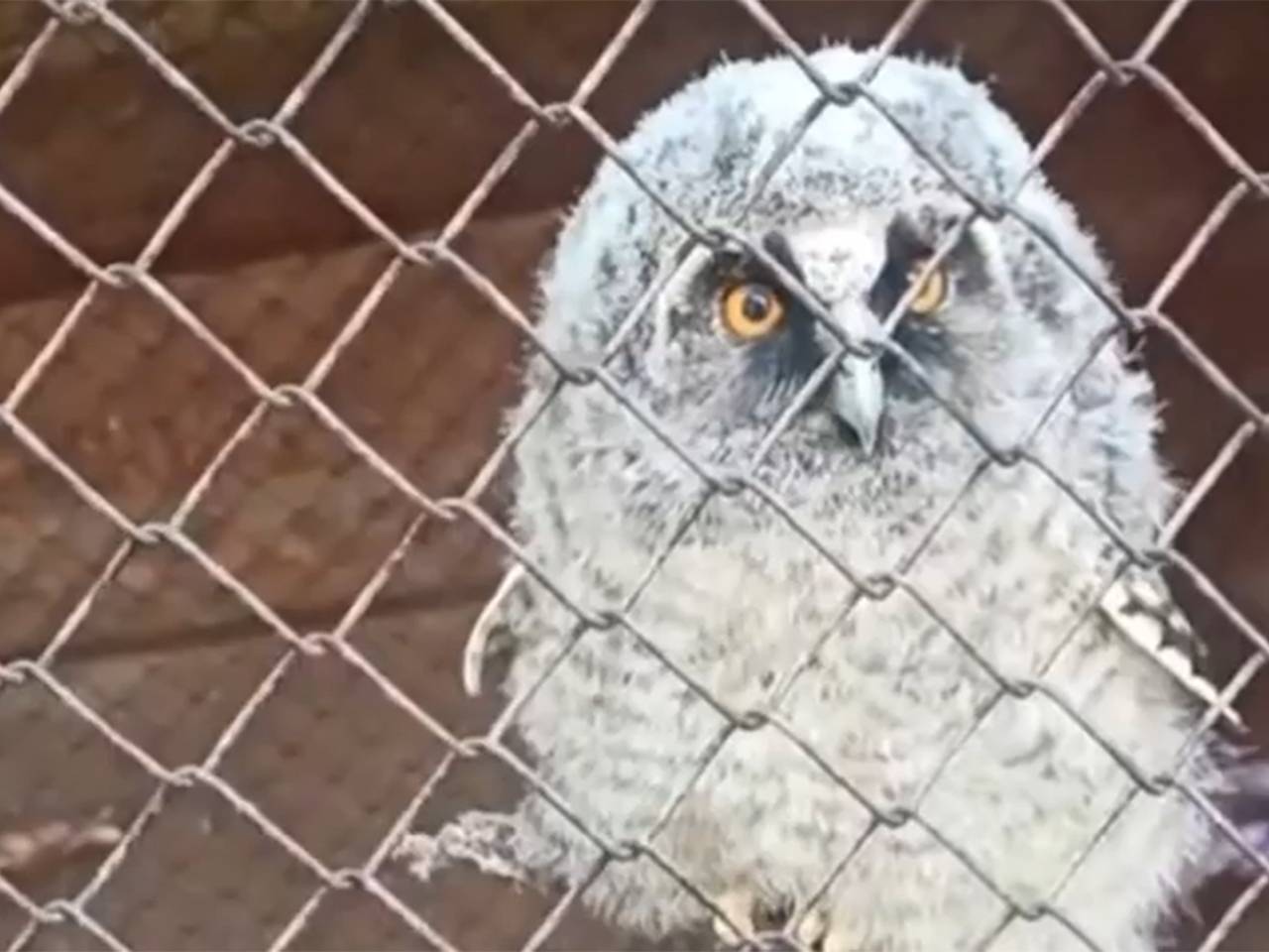 В российском регионе спасли совенка