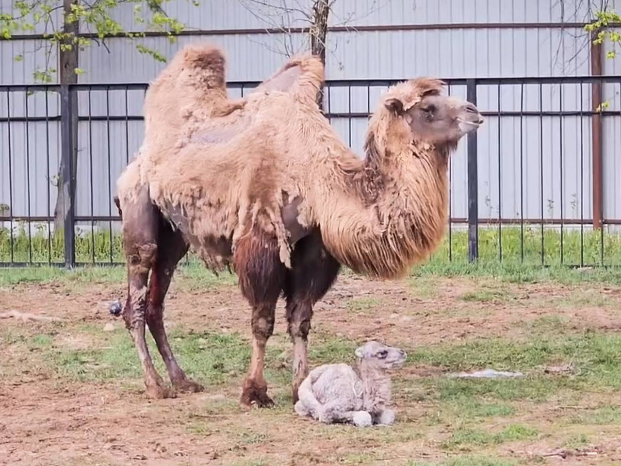 Детеныш верблюдов в российском зоопарке попал на видео Детеныш верблюдов в российском зоопарке попал на видео