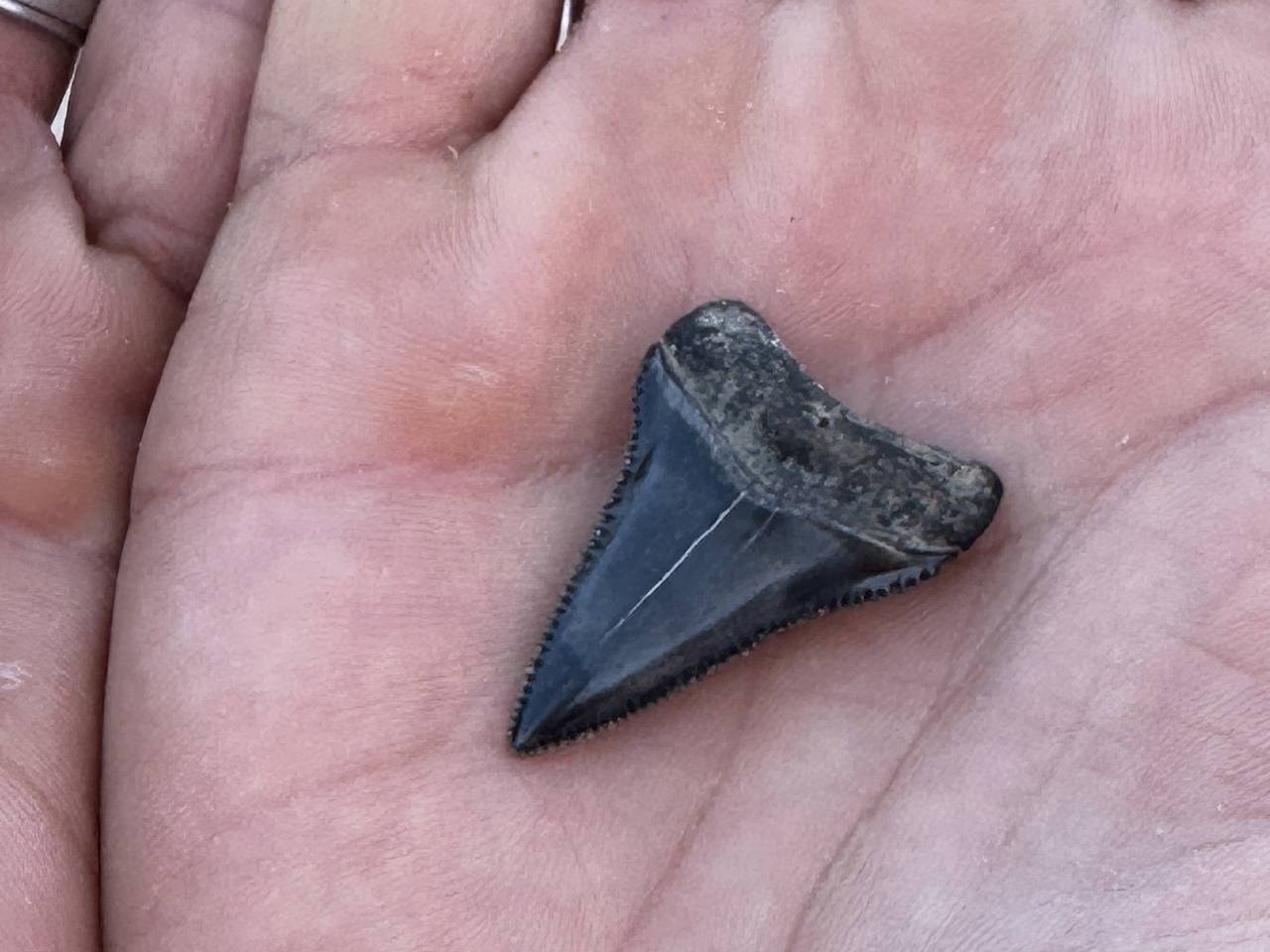 Российский ученый нашел зуб древней акулы