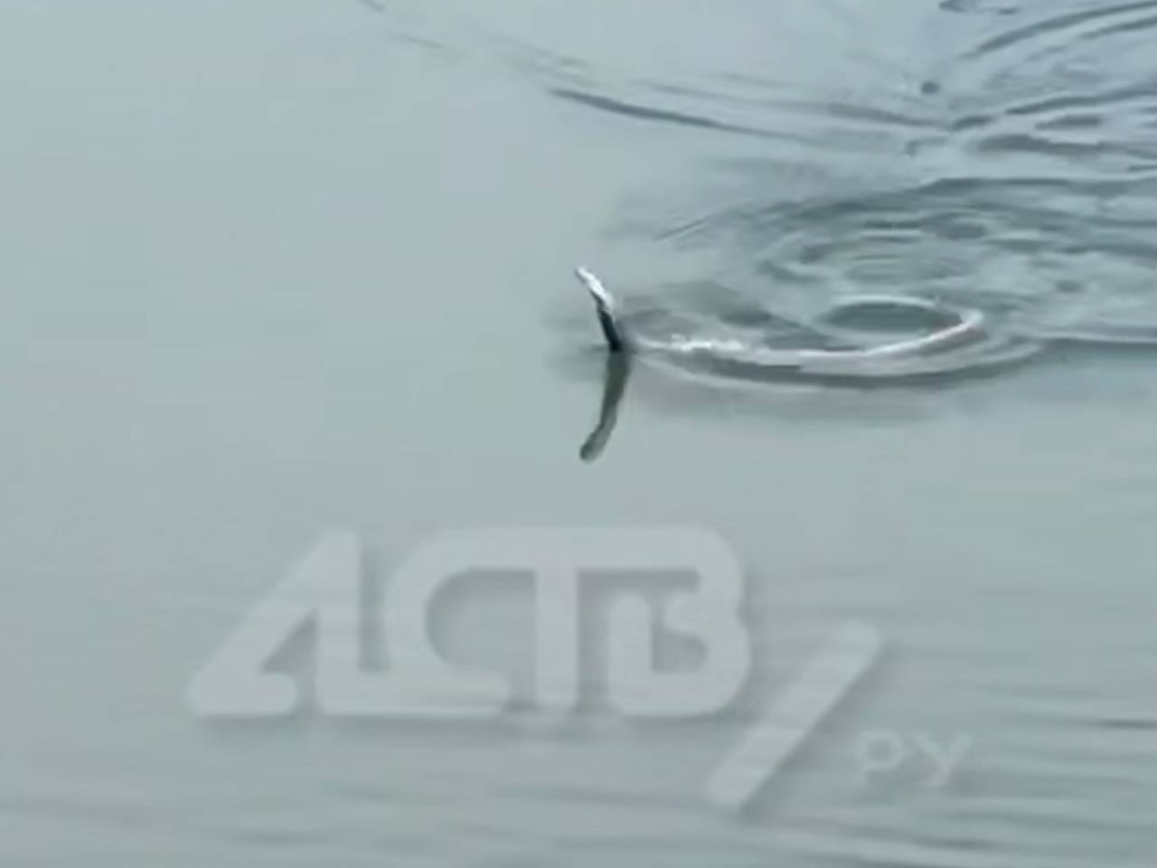 Змее удалось «станцевать» на воде и удачно попасть в кадр на Сахалине Змее удалось «станцевать» на воде и удачно попасть в кадр на Сахалине