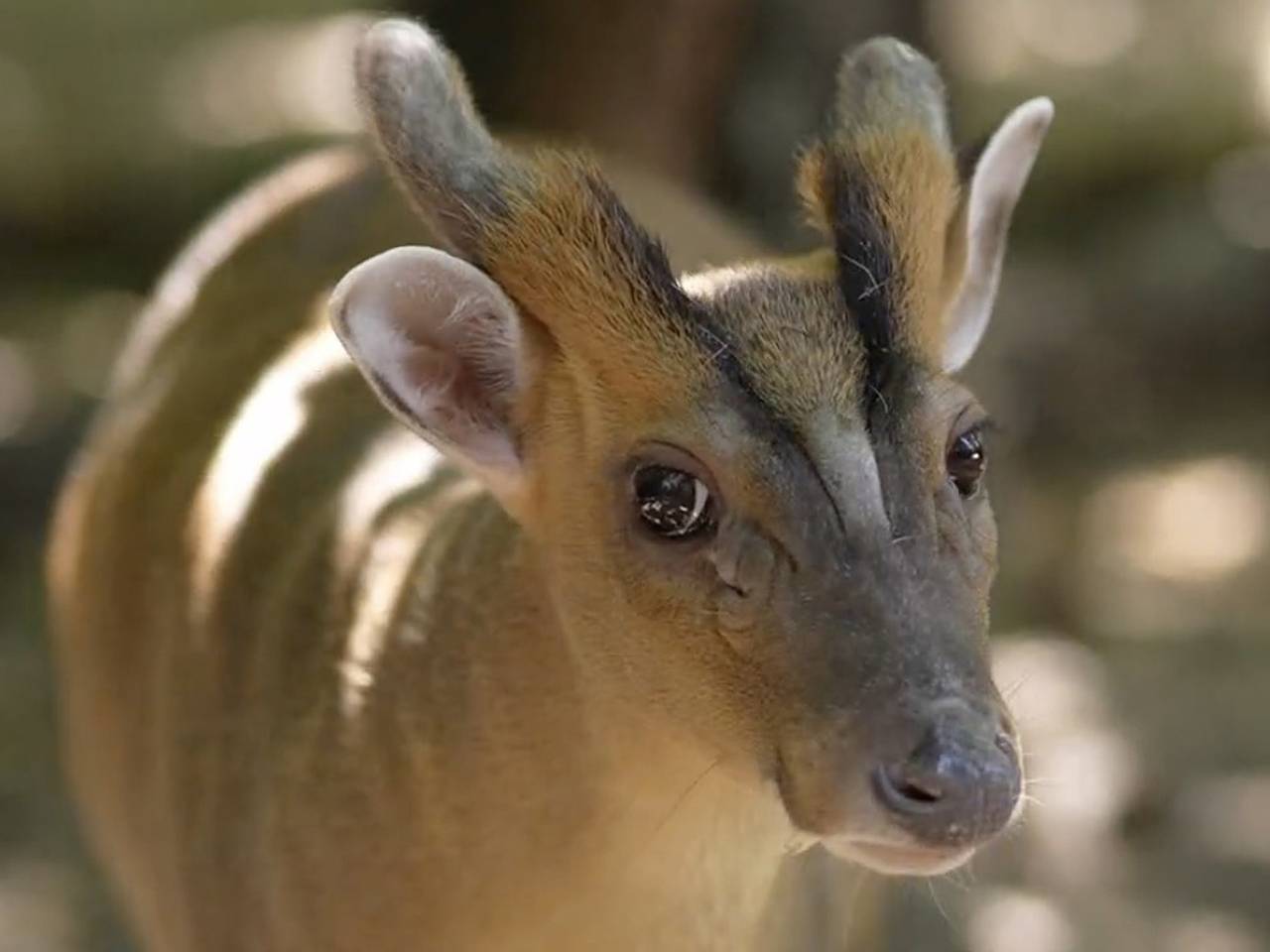 Умеющий лаять олень попал на видео в российском зоопарке