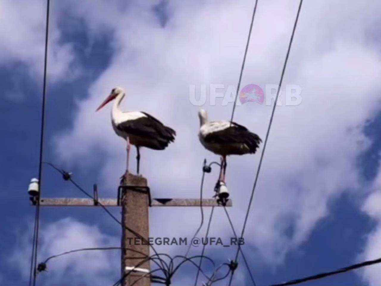 В российском селе поселились аисты В российском селе поселились аисты
