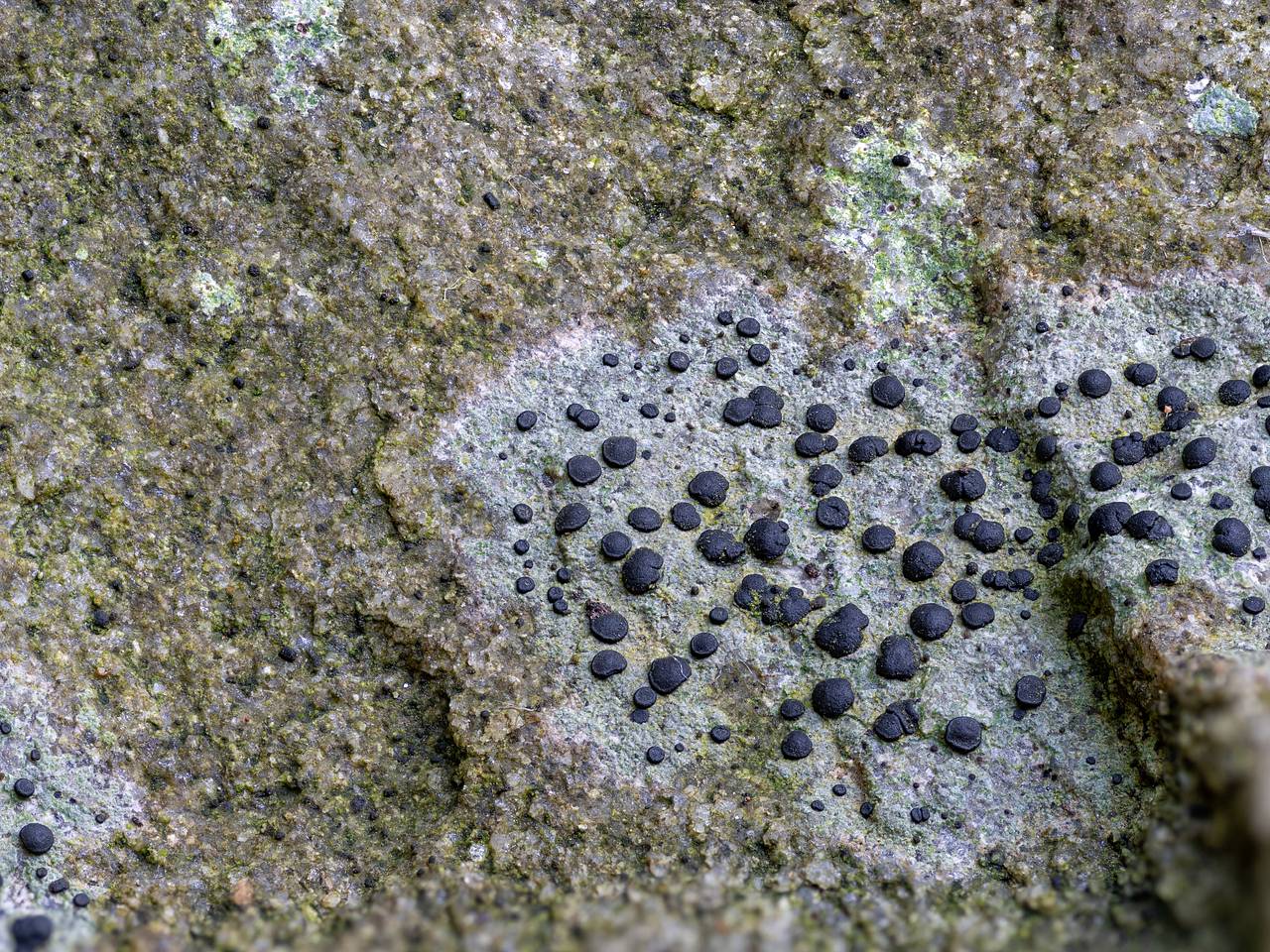 Российские ученые нашли редкий вид лишайника из Аляски на Урале Российские ученые нашли редкий вид лишайника из Аляски на Урале