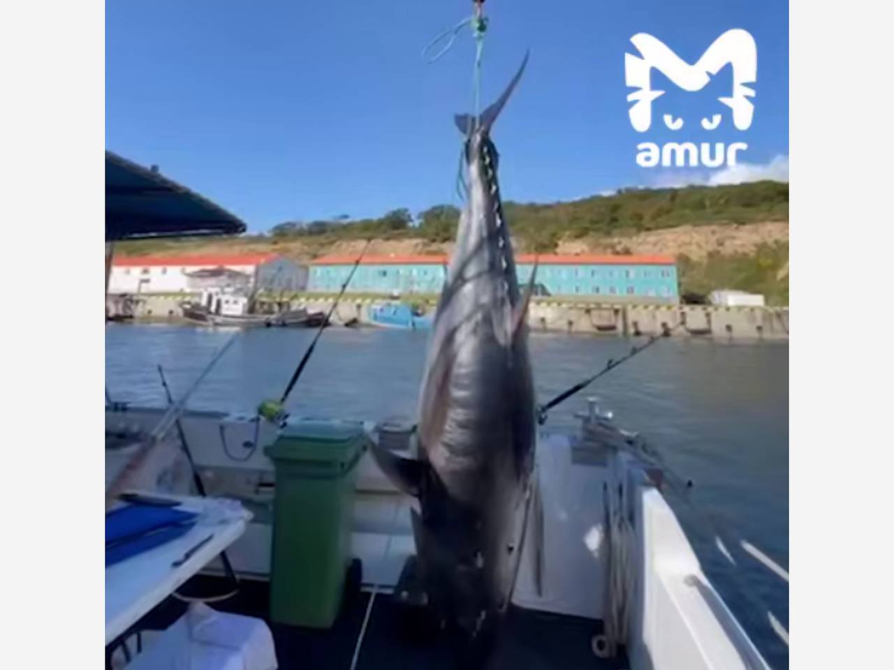 В России поймали рыбу-гиганта стоимостью больше 160 миллионов рублей