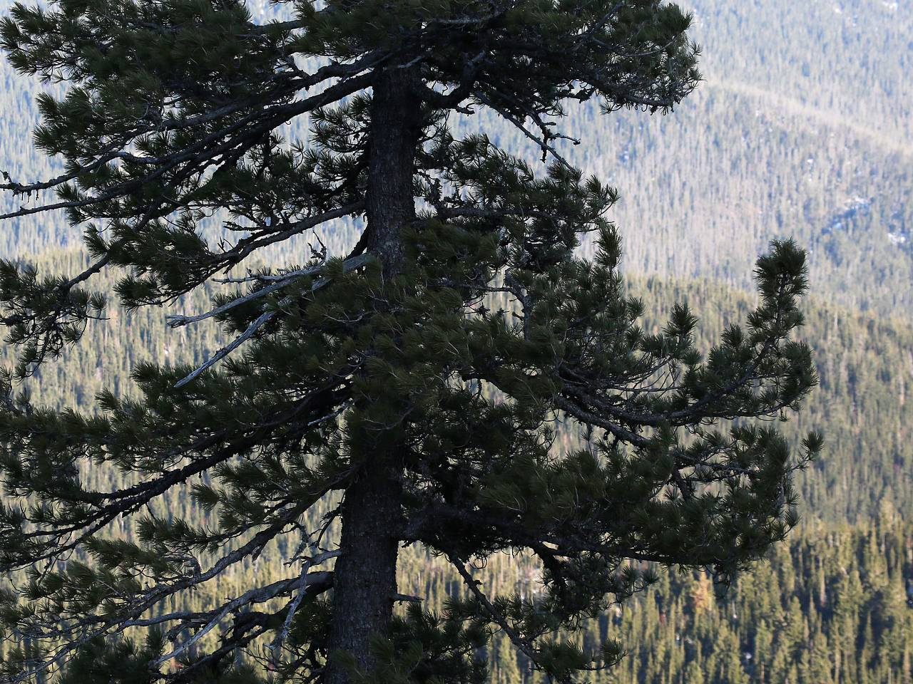 Сибирский кедр захотели использовать в России для борьбы с раком