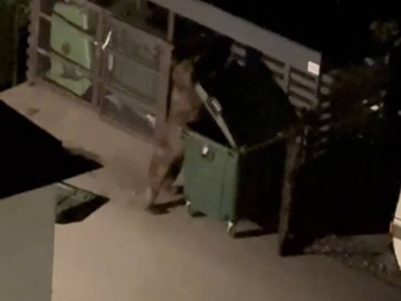 Ночной налет медведя-угонщика попал на видео