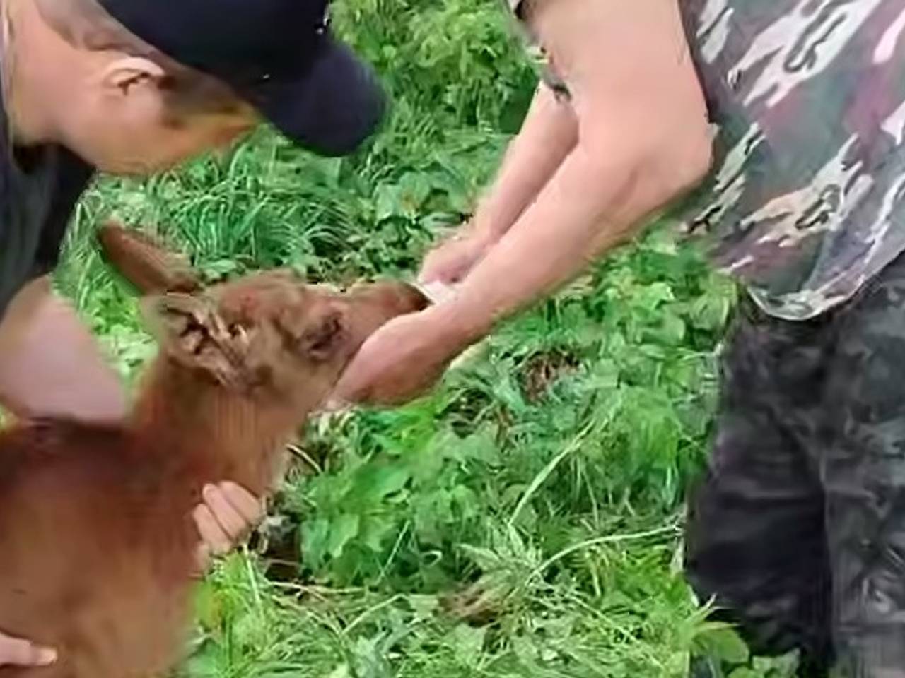 В российском регионе нашли одинокого лосенка