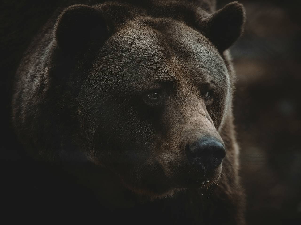 Россиянин встретился с медведем в лесу и не выжил