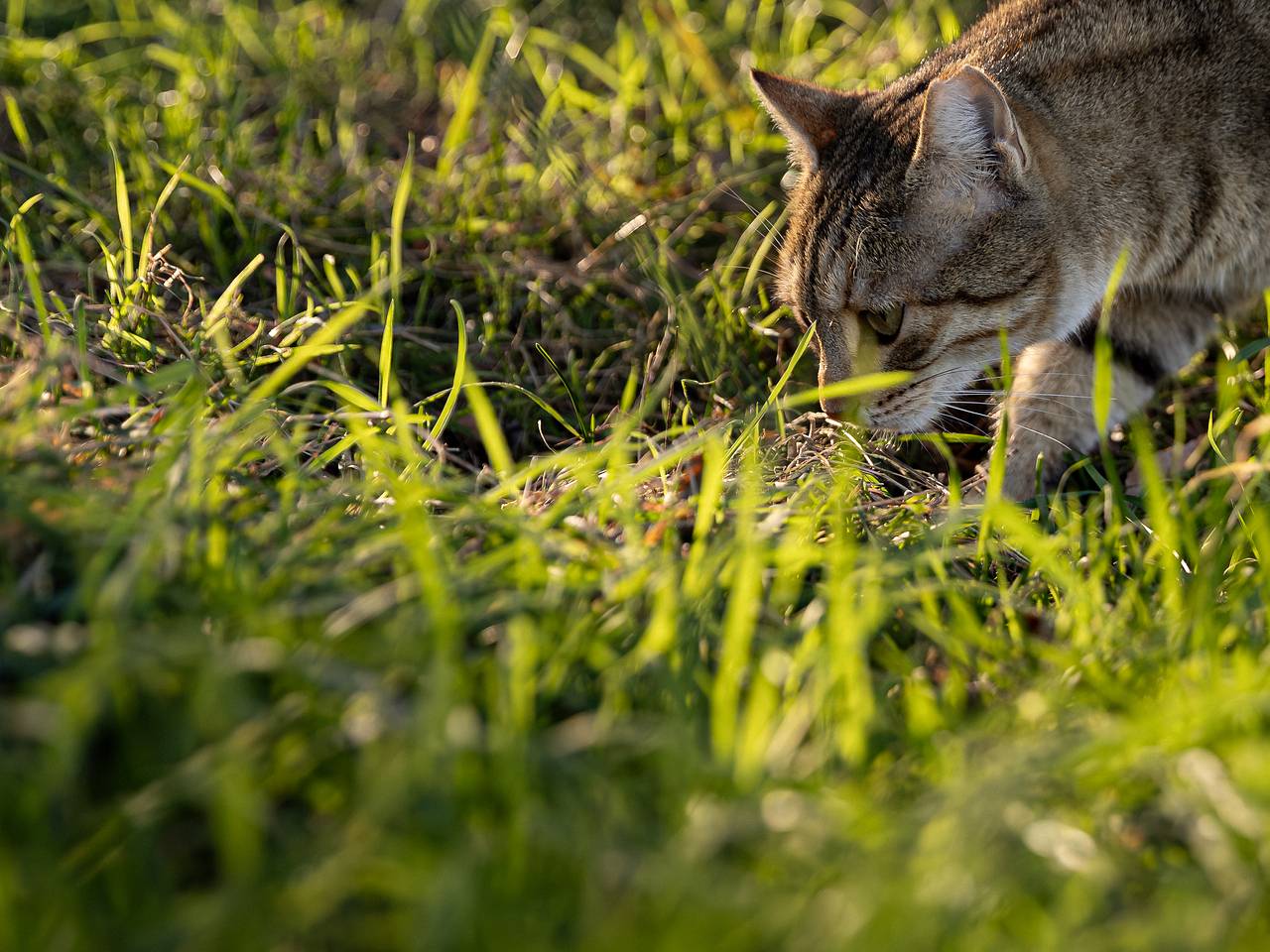 Кот с обгоревшими усами вернулся на пепелище сгоревшего приюта в Задонском монастыре Кот с обгоревшими усами вернулся на пепелище сгоревшего приюта в Задонском монастыре