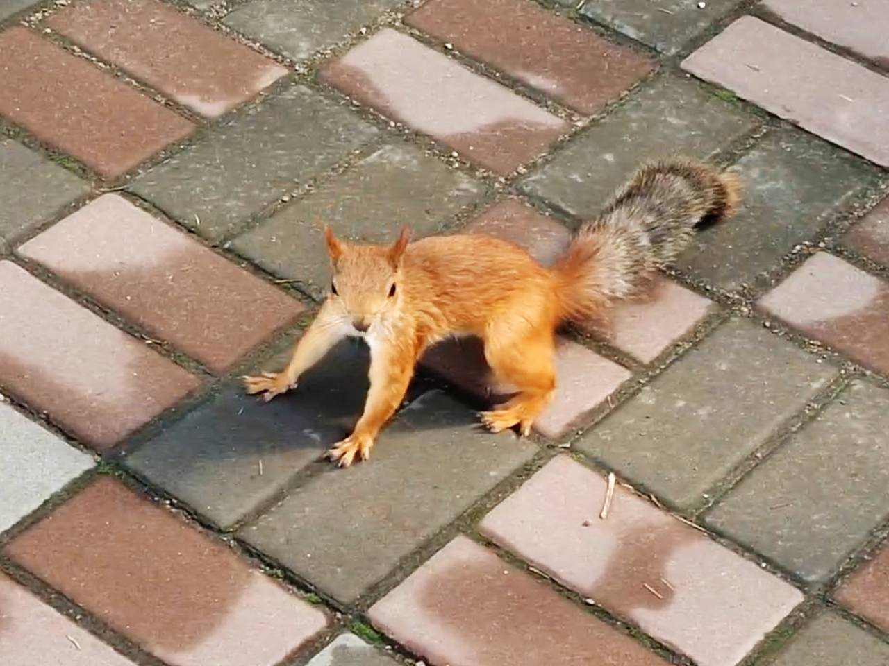 Группировка белок-попрошаек атаковала посетителей Омского зоопарка