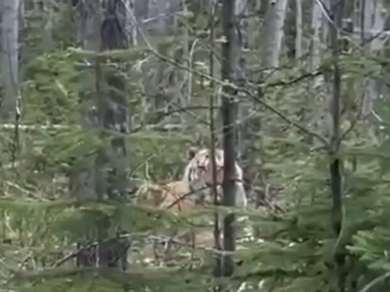 В Приморье туристы встретили вальяжного тигра