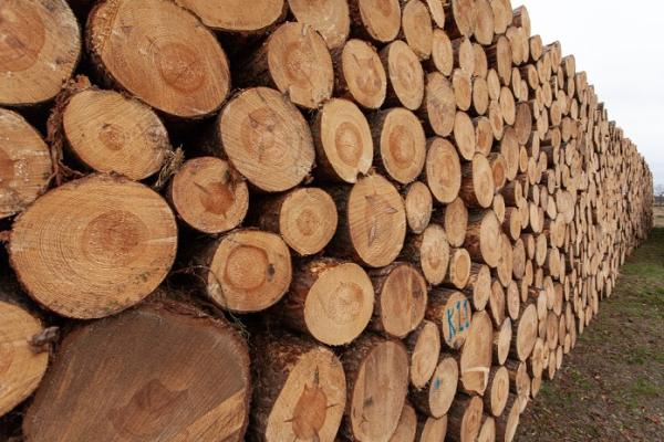 Красноярца обвинили в контрабанде леса на миллионы рублей через подставную фирму