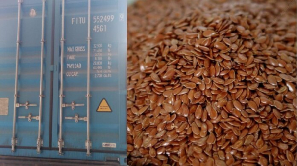 Новосибирская область отправила в Японию 25 тонн семян льна