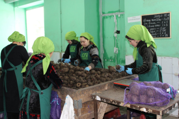 Новосибирский производитель овощей троекратно ускорил упаковку продукции