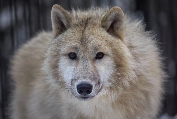 Полярные волки из Новосибирского зоопарка отправлены в Эмираты