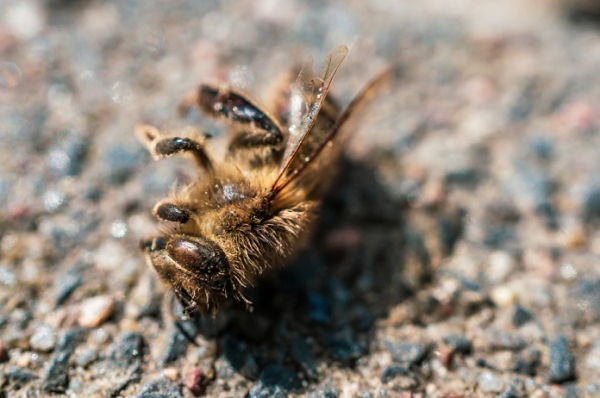С томского фермера взыскали 9 млн рублей за гибель пчел