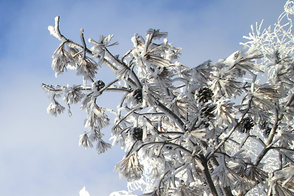 В Новосибирске — снег, в Красноярске — мороз: аналитики подвели итоги сибирской зимы
