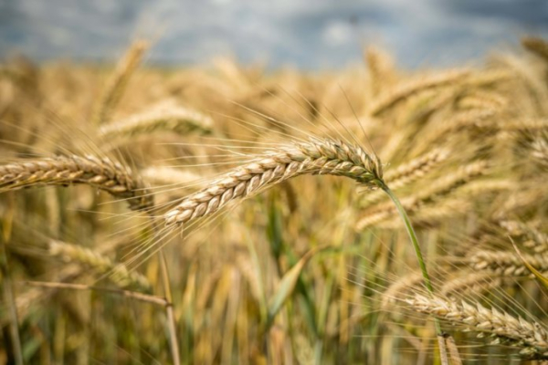 В Новосибирской области построят комплекс по глубокой переработке пшеницы за 5,6 млрд рублей